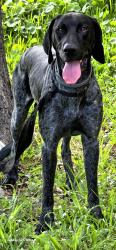 Found/Stray Male Dog last seen South and Division, Daytona Beach, FL 32114