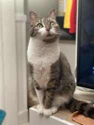 Lost Female Cat last seen Arnold Hall, Savannah, GA 31401