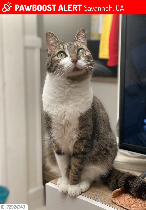 Lost Female Cat last seen Arnold Hall, Savannah, GA 31401