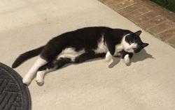 Found/Stray Unknown Cat last seen Colletta Parkway, Goochland County, VA 23233