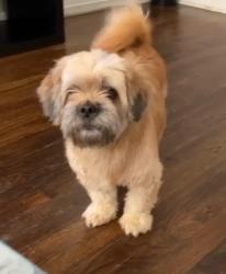 Lost Male Dog last seen Flores, mission and southcroos, San Antonio, TX 78214
