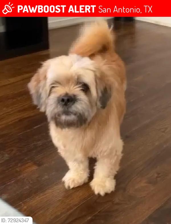 Lost Male Dog last seen Flores, mission and southcroos, San Antonio, TX 78214