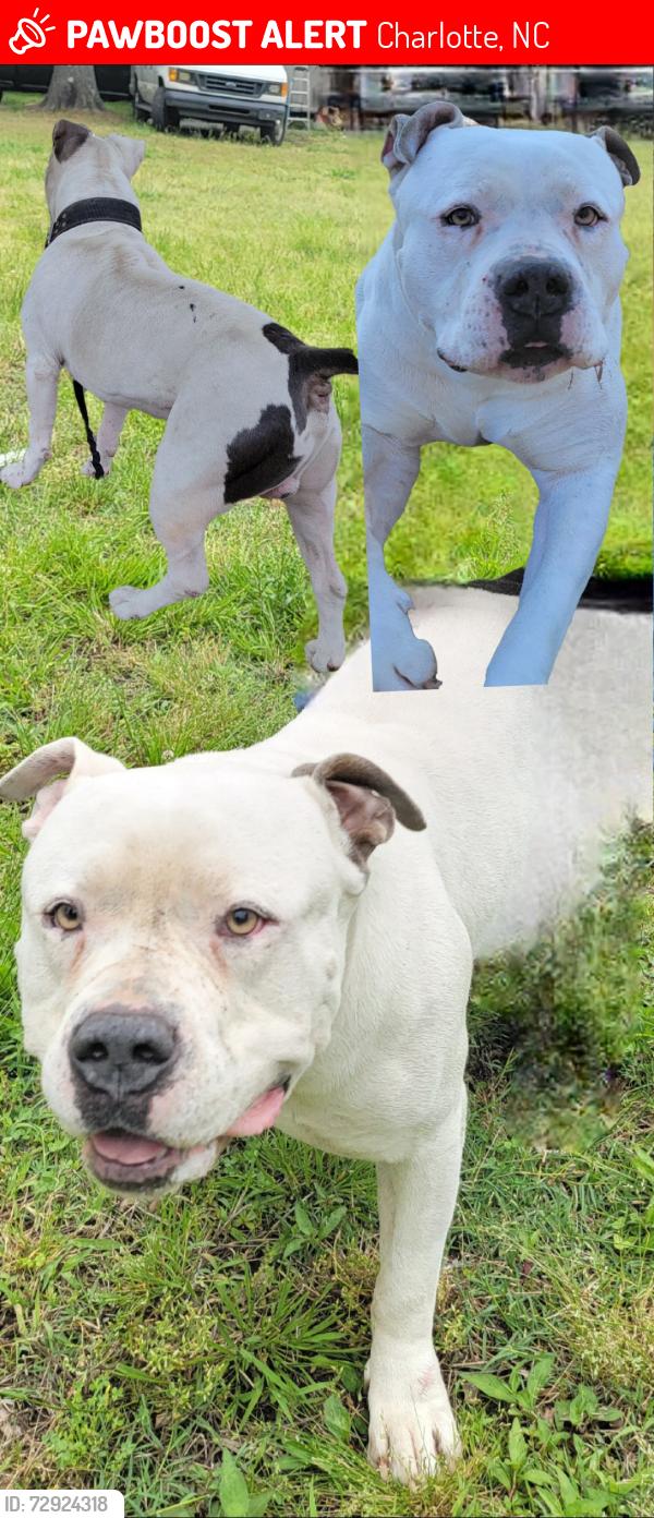Lost Male Dog last seen Sandy porter rd charlotte nc, Charlotte, NC 28273