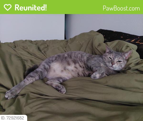 Reunited Female Cat last seen Castle Glen Dr & Village Glen Dr, San Diego, CA 92123