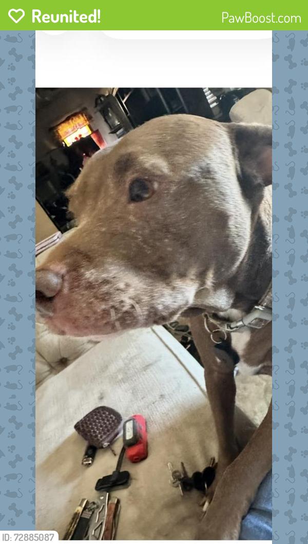 Reunited Female Dog last seen South grandview , Daytona Beach, FL 32118