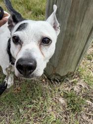Reunited Unknown Dog last seen  club rd community , High Point, NC 27265