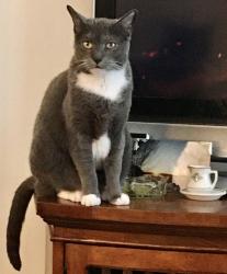 Lost Female Cat last seen North Stone Country Club, Huntersville, NC 28078