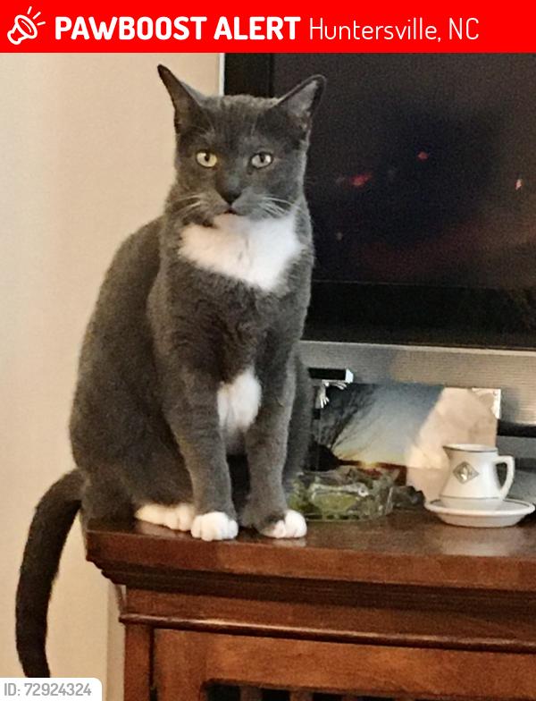 Lost Female Cat last seen North Stone Country Club, Huntersville, NC 28078