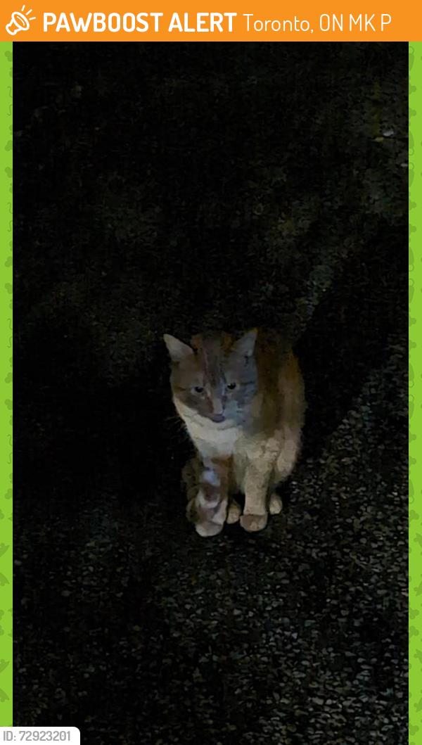 Found/Stray Male Cat last seen Broadview and pretoria, Toronto, ON M4K 2P7