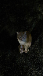 Found/Stray Male Cat last seen Broadview and pretoria, Toronto, ON M4K 2P7