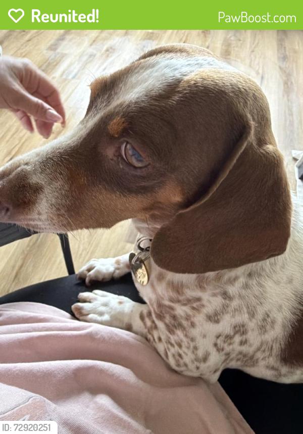 Reunited Female Dog last seen Jurupa Valley, CA 91752, USA, Jurupa Valley, CA 91752