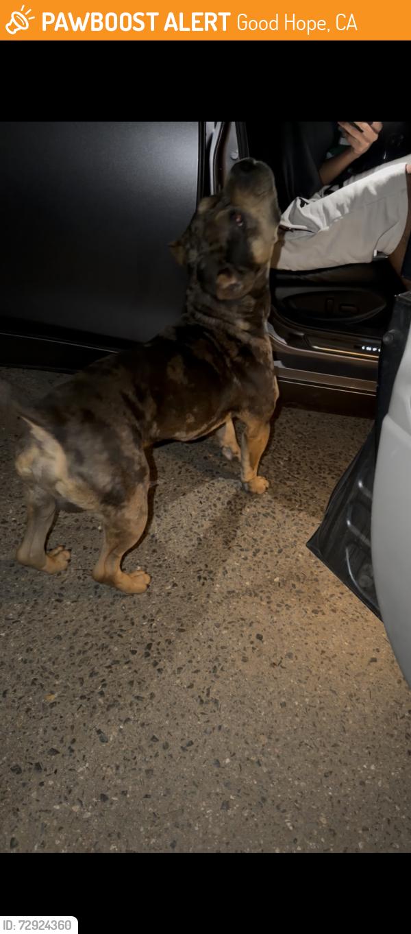 Found/Stray Male Dog last seen Mapes Road, Good Hope, CA 92570