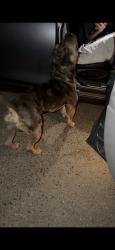 Found/Stray Male Dog last seen Mapes Road, Good Hope, CA 92570