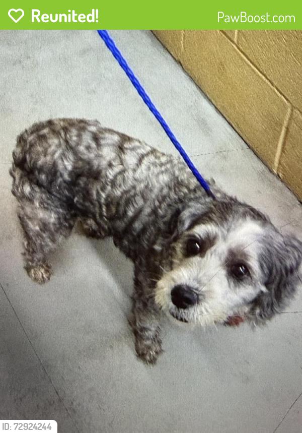 Reunited Unknown Dog last seen Near N 74th Ave, Elmwood Park, IL 60707, USA, Elmwood Park, IL 60707