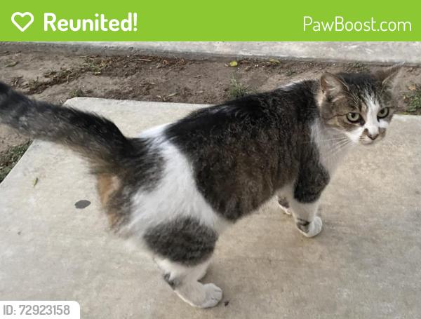 Reunited Female Cat last seen Near Ilona Ave, Los Angeles, CA 90064