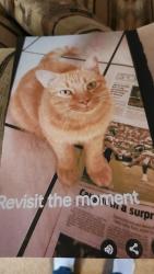 Lost Male Cat last seen Farlin Park, Albeon Park, and Redbush Park, San Antonio, TX 78249