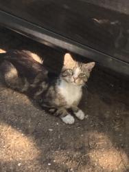Lost Unknown Cat last seen N Quebec Ave, Tulsa, OK 74117