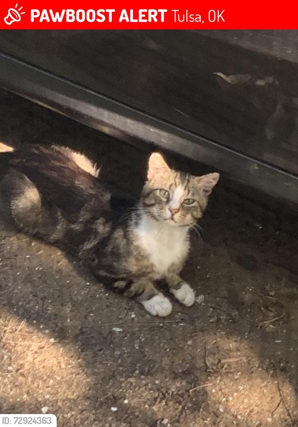 Lost Unknown Cat last seen N Quebec Ave, Tulsa, OK 74117
