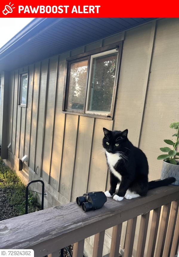 Lost Male Cat last seen County road 34, Norwood Young America, MN 55397