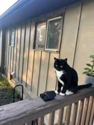 Lost Male Cat last seen County road 34, Norwood Young America, MN 55397