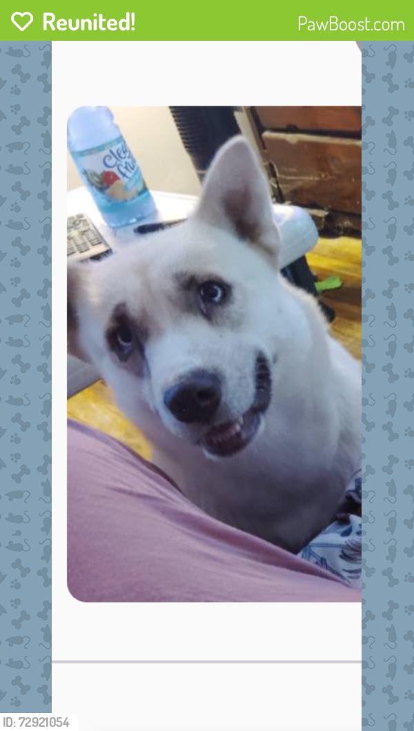 Reunited Female Dog last seen Last Seen: Loose and running around between Jackson Street and Trumbull in Flint., Flint, MI 48504