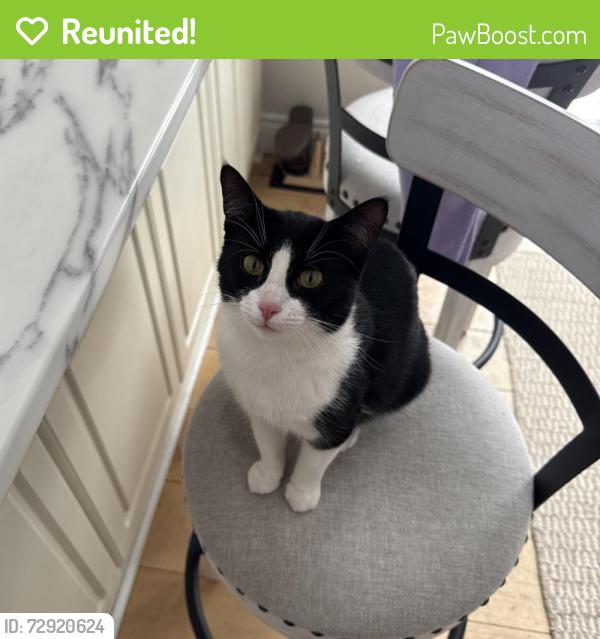 Reunited Female Cat last seen Craighurst, Barrie, ON L4M 4Y8