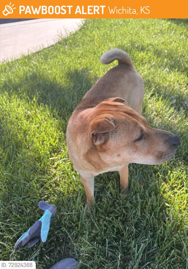 Found/Stray Male Dog last seen Webb & Harry , Wichita, KS 67207