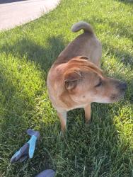 Found/Stray Male Dog last seen Webb & Harry , Wichita, KS 67207