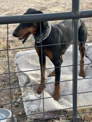 Reunited Female Dog last seen Gun Club and Pam Riads Southwest , Row One North, NM 87121