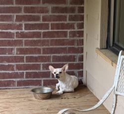 Found/Stray Male Dog last seen Tealwood subdivision, Smith County, TX 75762