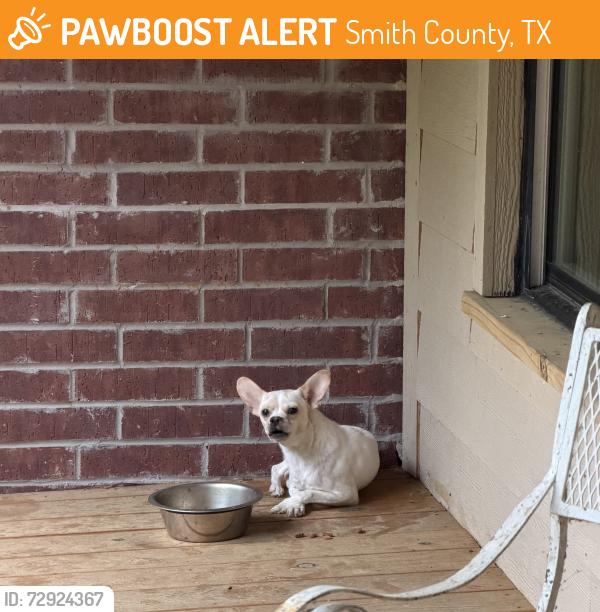 Found/Stray Male Dog last seen Tealwood subdivision, Smith County, TX 75762