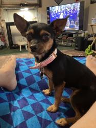 Reunited Female Dog last seen Baywood Road, Fayetteville, NC 28312