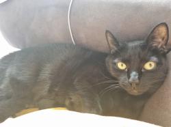 Lost Male Cat last seen Albion Road , Suffolk, England NR35 1LQ