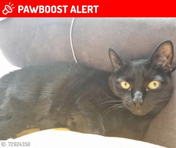 Lost Male Cat last seen Albion Road , Suffolk, England NR35 1LQ