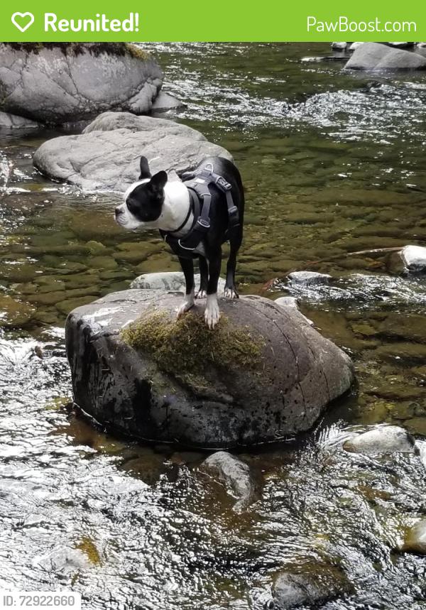 Reunited Male Dog last seen Ne Bryce, Portland, OR 97212