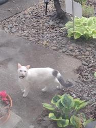 Found/Stray Unknown Cat last seen 30th Ave SE and Jackson St SE, Albany, OR 97322