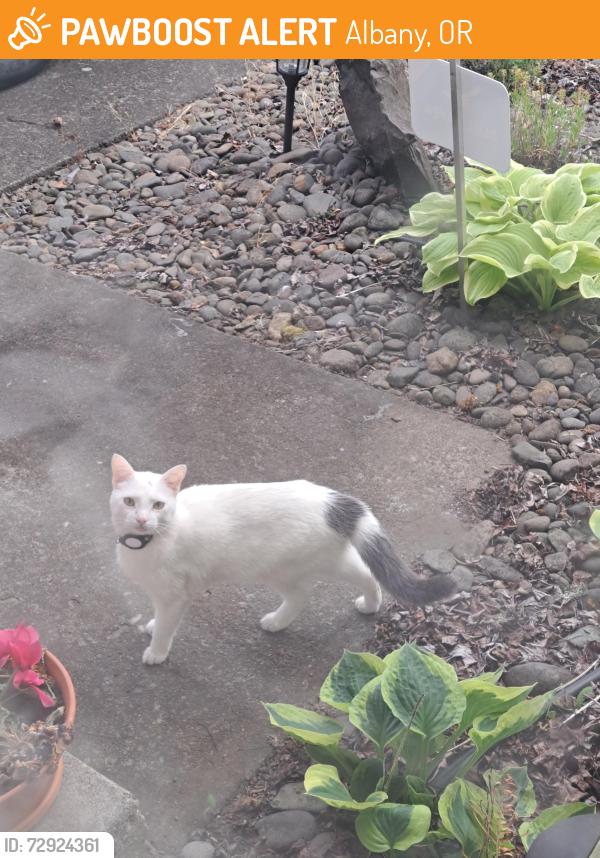 Found/Stray Unknown Cat last seen 30th Ave SE and Jackson St SE, Albany, OR 97322
