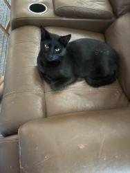 Reunited Male Cat last seen Russel Lane , Holiday, FL 34691