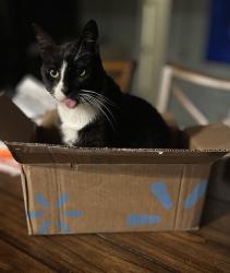 Reunited Male Cat last seen Sycamore and Johnson Road, Springdale, AR 72762