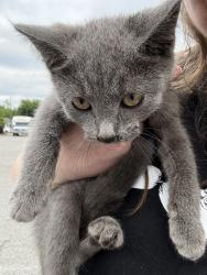 Found/Stray Female Cat last seen The James apmts , Richmond, VA 23222