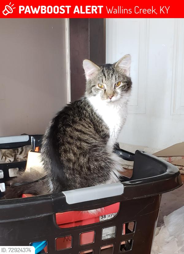 Lost Male Cat last seen Meadow Creek Lane, Kentenia Baptist Church, Around the World , Wallins Creek, KY 40873