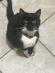 Lost Female Cat last seen old train tracks crossing on olive st, Florence, NJ 08518