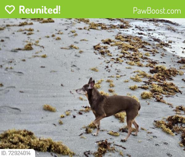 Reunited Female Dog last seen osceola dr aia, Deerfield Beach, FL 33441