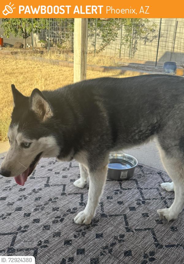 Found/Stray Unknown Dog last seen Union Hill and 31 ave, Phoenix, AZ 85053