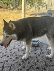 Found/Stray Unknown Dog last seen Union Hill and 31 ave, Phoenix, AZ 85053