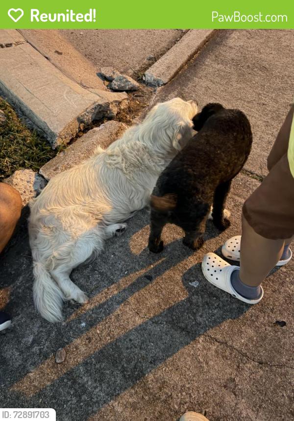 Reunited Male Dog last seen Near Earlmist Dr , Spring, TX 77373