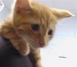 Shelter Stray Male Cat last seen CHARLOTTE, Charlotte, NC 28217