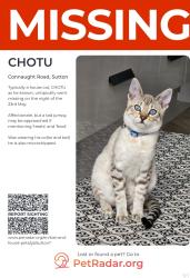 Reunited Male Cat last seen Connaught road Sutton/Duke of Edinburgh road , Greater London, England SM1