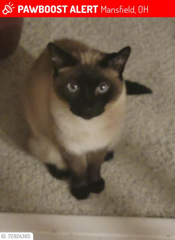 Lost Male Cat last seen sherwood drive, Mansfield, OH 44904