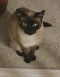 Lost Male Cat last seen sherwood drive, Mansfield, OH 44904